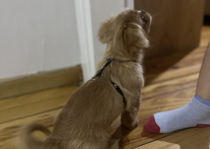 Maltipoo yavru